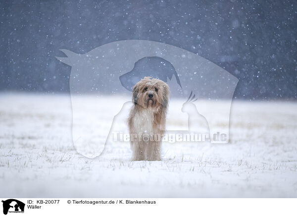 W�ller / Waeller Sheepdog / KB-20077