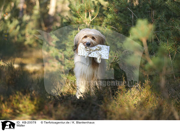 W�ller / Waeller Sheepdog / KB-20078