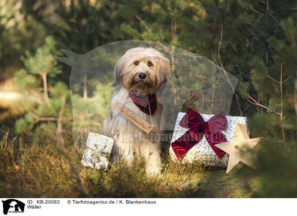 W�ller / Waeller Sheepdog / KB-20083