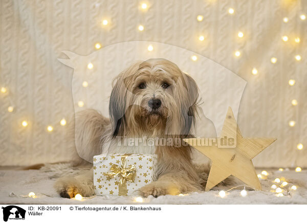 W�ller / Waeller Sheepdog / KB-20091