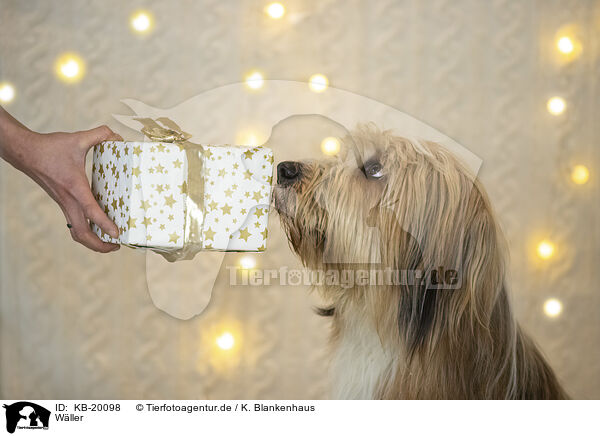 W�ller / Waeller Sheepdog / KB-20098