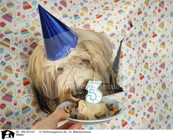 W�ller / Waeller Sheepdog / KB-20107