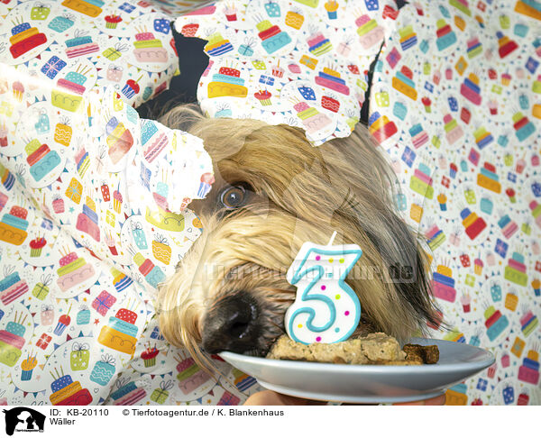 W�ller / Waeller Sheepdog / KB-20110