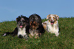 Wller und Australian Shepherd