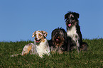 Wller und Australian Shepherd