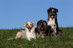 Wller und Australian Shepherd