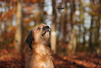 Wller im Herbst