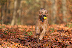 Wller im Herbst