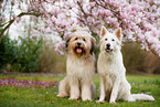 2 Hunde
