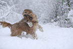 Wller im Winter