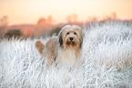 Wller im Winter