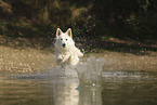 Wei�er Schweizer Sch�ferhund