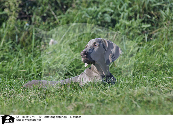 junger Weimaraner / TM-01274