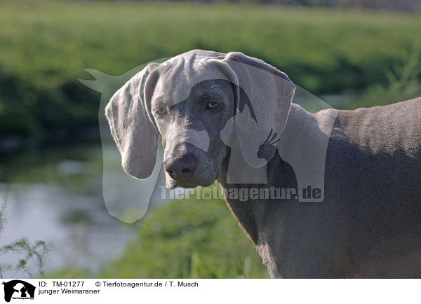 junger Weimaraner / TM-01277