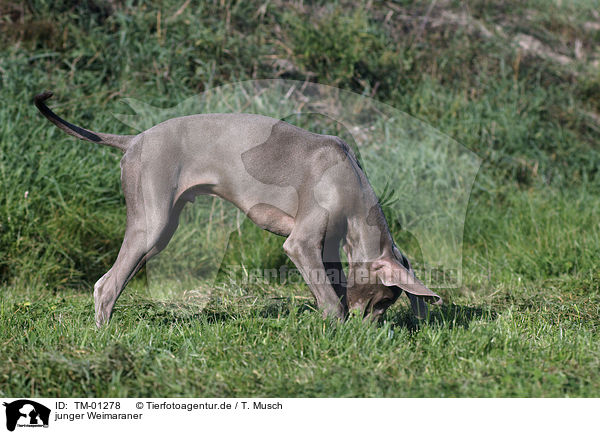 junger Weimaraner / TM-01278