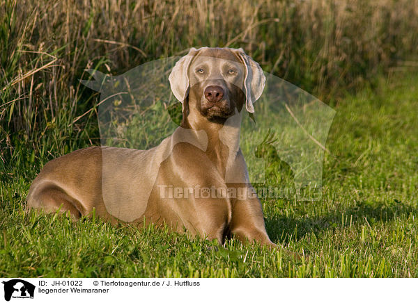 liegender Weimaraner / lying Weimaraner / JH-01022