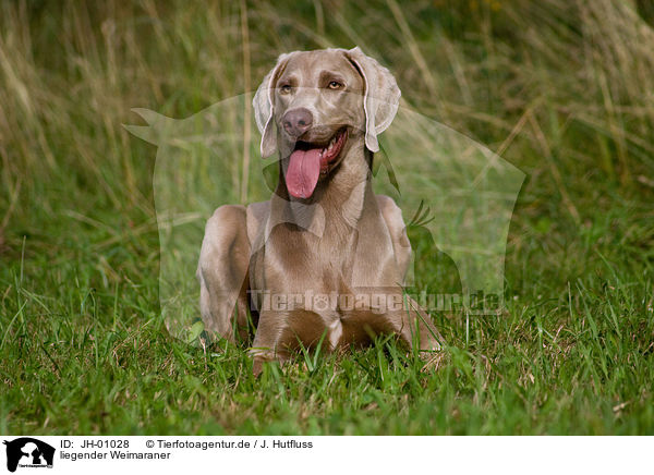 liegender Weimaraner / lying Weimaraner / JH-01028