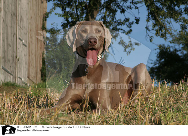 liegender Weimaraner / lying Weimaraner / JH-01053