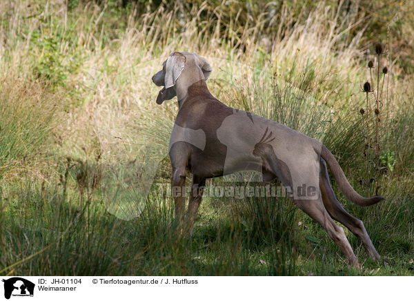 Weimaraner / Weimaraner / JH-01104