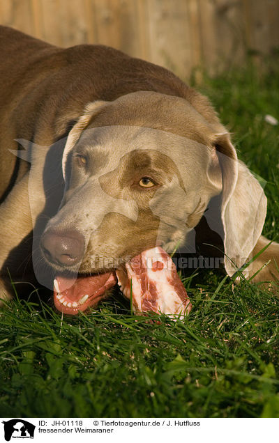 fressender Weimaraner / eating Weimaraner / JH-01118
