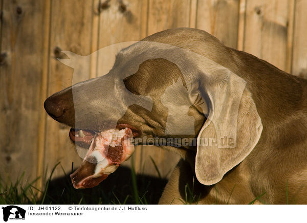 fressender Weimaraner / eating Weimaraner / JH-01122