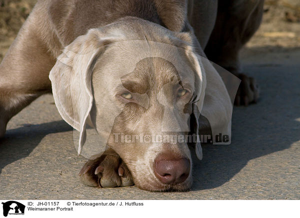 Weimaraner Portrait / Weimaraner Portrait / JH-01157