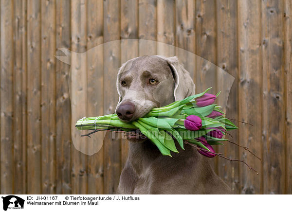 Weimaraner mit Blumen im Maul / JH-01167