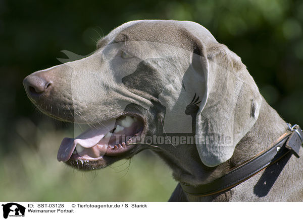 Weimaraner Portrait / Weimaraner Portrait / SST-03128