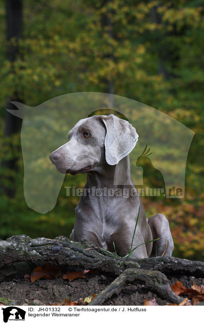 liegender Weimaraner / lying Weimaraner / JH-01332