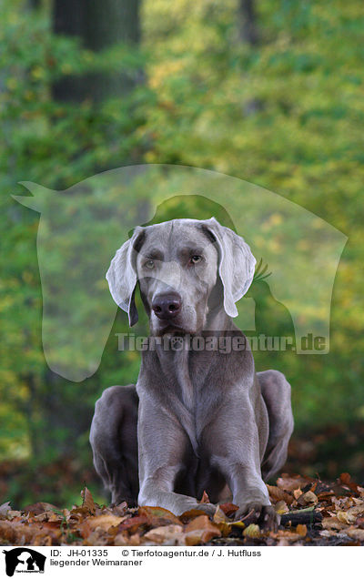 liegender Weimaraner / lying Weimaraner / JH-01335