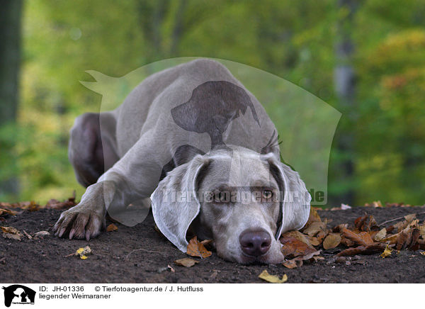 liegender Weimaraner / lying Weimaraner / JH-01336