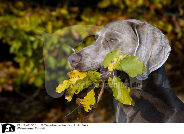 Weimaraner Portrait / JH-01356