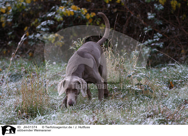 stbernder Weimaraner / rummaging Weimaraner / JH-01374