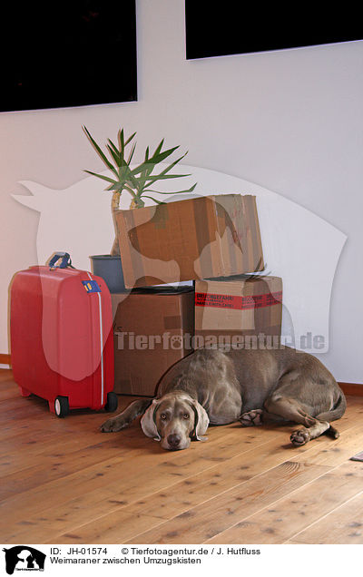 Weimaraner zwischen Umzugskisten / removal / JH-01574