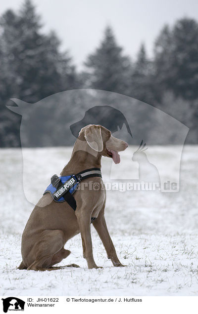 Weimaraner / Weimaraner / JH-01622