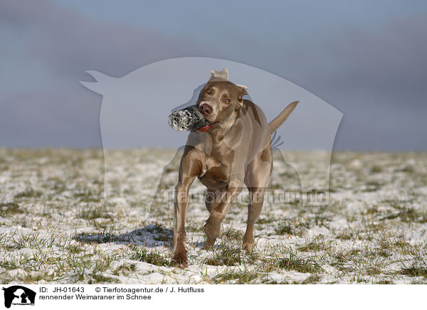 rennender Weimaraner im Schnee / running Weimaraner / JH-01643