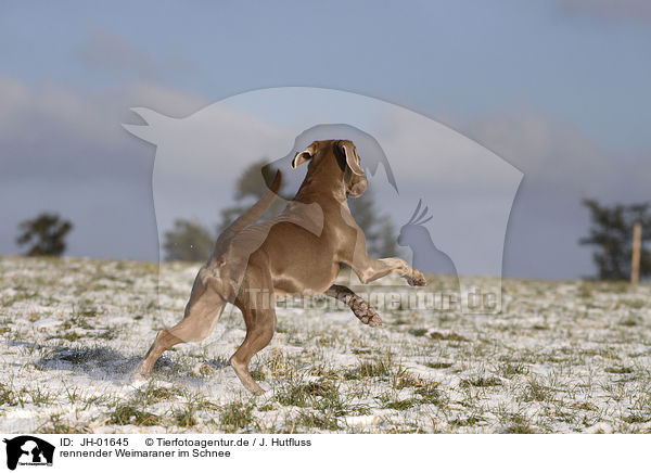 rennender Weimaraner im Schnee / running Weimaraner / JH-01645