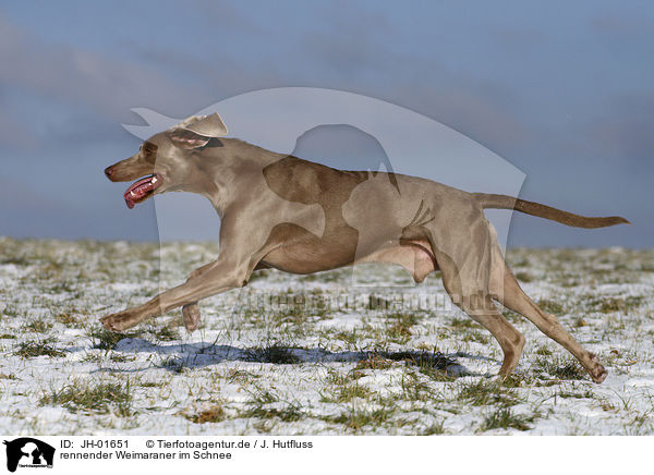 rennender Weimaraner im Schnee / running Weimaraner / JH-01651