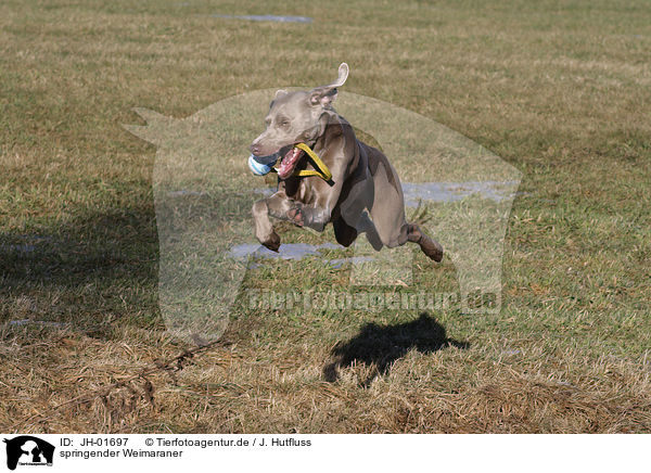 springender Weimaraner / jumping Weimaraner / JH-01697
