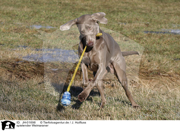 spielender Weimaraner / JH-01698