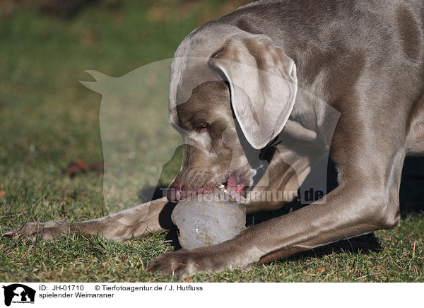spielender Weimaraner / playing Weimaraner / JH-01710
