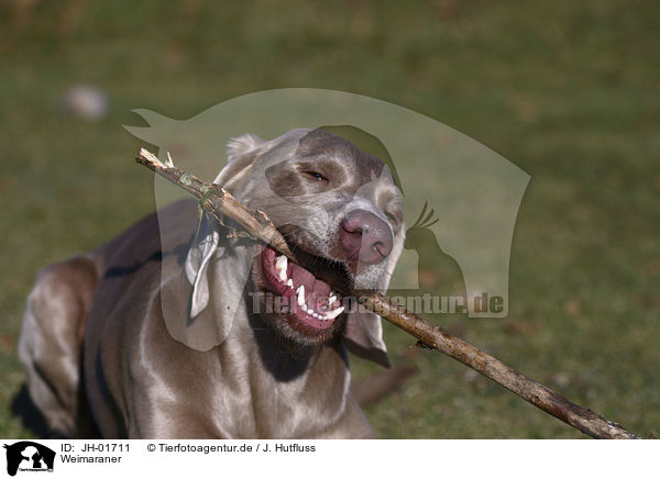 Weimaraner / Weimaraner / JH-01711