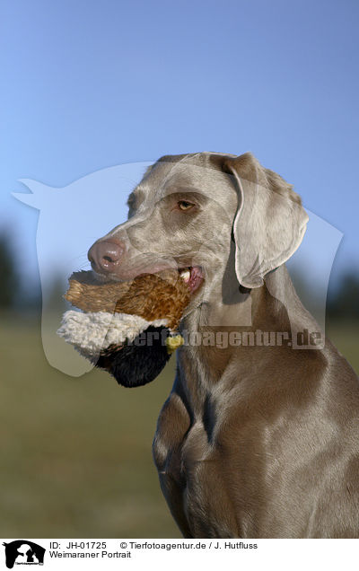 Weimaraner Portrait / JH-01725
