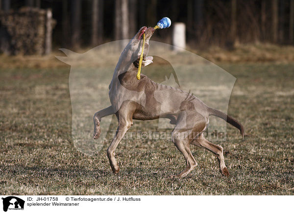 spielender Weimaraner / JH-01758