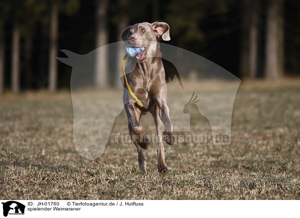 spielender Weimaraner / JH-01760
