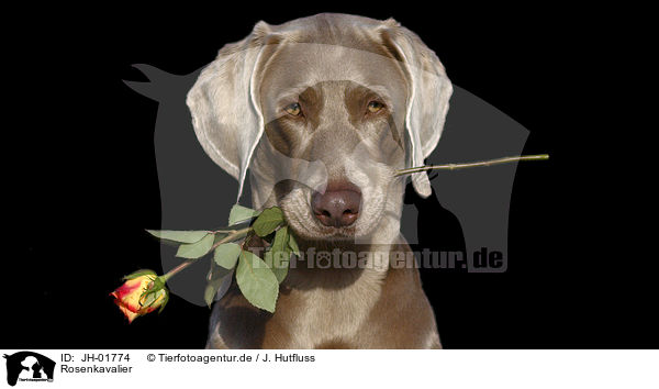 Rosenkavalier / JH-01774