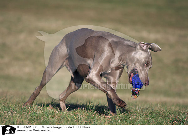 rennender Weimaraner / JH-01800