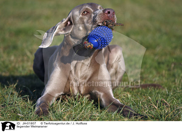 liegender Weimaraner / JH-01807