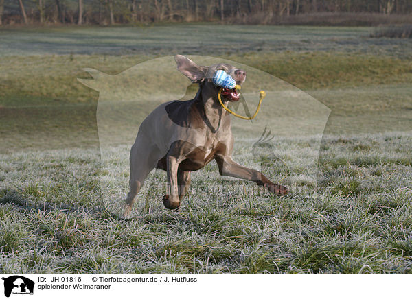 spielender Weimaraner / JH-01816
