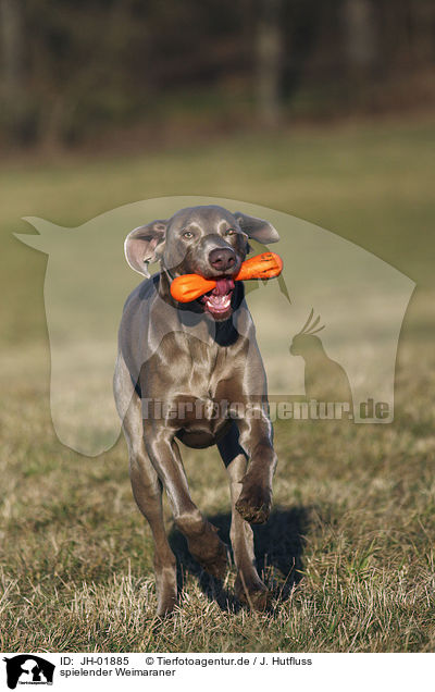 spielender Weimaraner / JH-01885